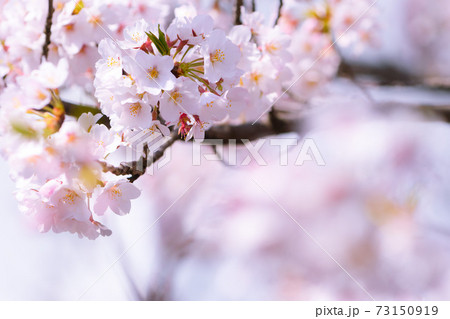 満開の桜(東京都) 満開の桜(東京都) 73150919