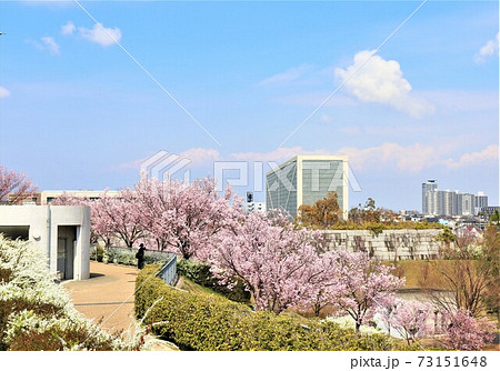 大阪狭山市　狭山池春の風景 73151648