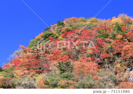 べふ峡渓谷　カラフル　紅葉　（高知県） 73151980