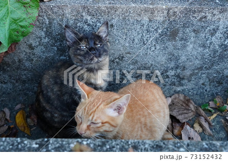 錆柄母親の野良猫親子　子猫達は毎日が冒険＆勉強　皆元気に育てと願うばかり 73152432