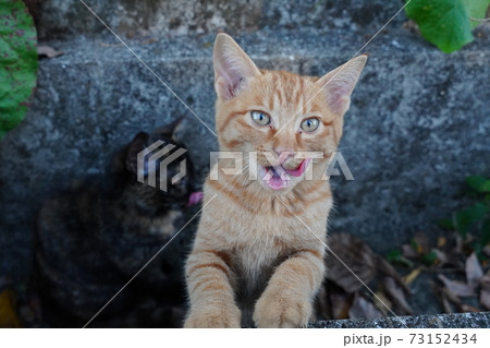 錆柄母親の野良猫親子　子猫達は毎日が冒険＆勉強　皆元気に育てと願うばかり 73152434