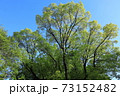 萌黄色の季節 73152482
