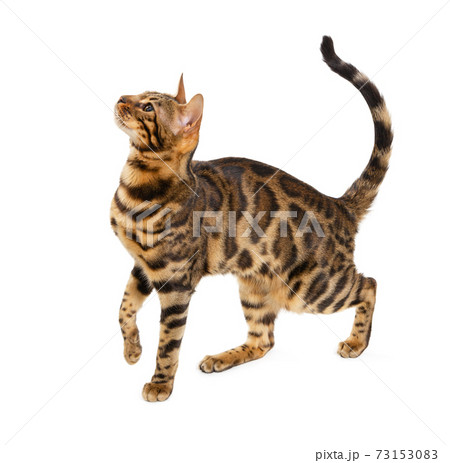 Beautiful adult cat bengal breed isolated on white Beautiful adult cat bengal breed isolated on white 73153083