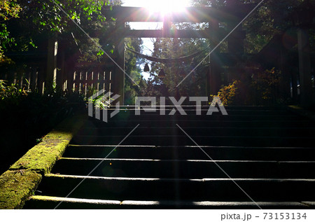 武蔵国二之宮　金鑚神社の光さす参道 73153134