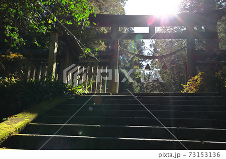 武蔵国二之宮 金鑚神社の光さす参道 武蔵国二之宮 金鑚神社の光さす参道 73153136