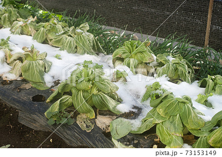 雪を被ったチンゲン菜の畑　家庭菜園 73153149