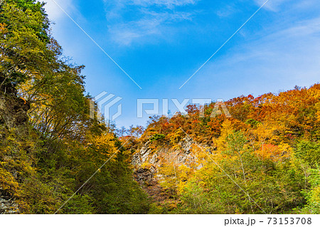 山梨県 丸山林道の紅葉の写真素材