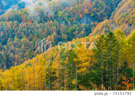 (山梨県)丸山林道の紅葉 (山梨県)丸山林道の紅葉 73153792