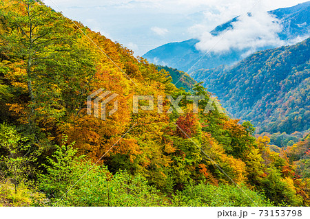 山梨県 丸山林道の紅葉の写真素材