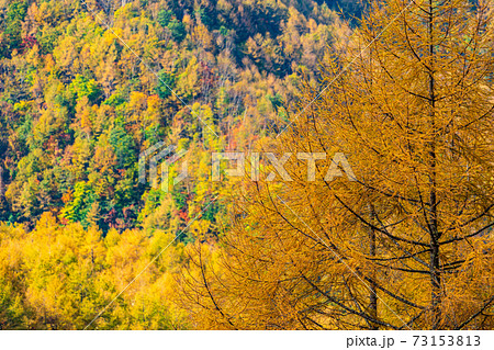 （山梨県）丸山林道の紅葉 73153813