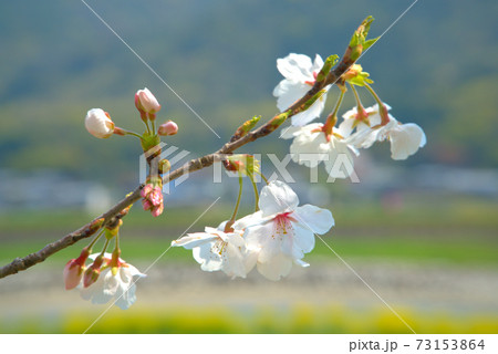 水害復興を祈って咲くまきびさくら公園のソメイヨシノの花 岡山県倉敷