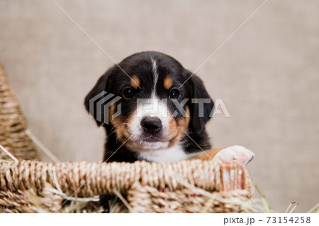 Entlebucher mountain dog puppy lies peeping out of the basket 73154258