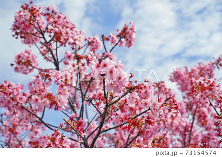 桜と空6 桜と空6 73154574
