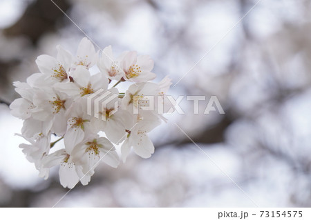 桜と空7 73154575