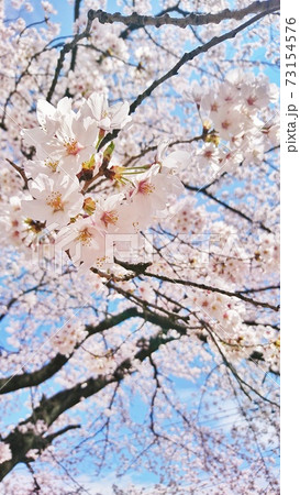 桜と空8 73154576
