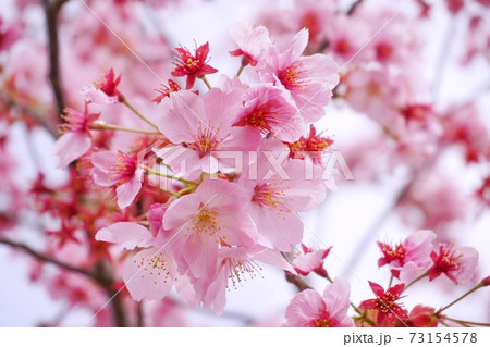 桜と空10 73154578