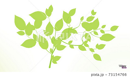 Sprig or twig, spring green foliage of the tree. Green tea ramule. Cherry, birch. Small branch. 73154766