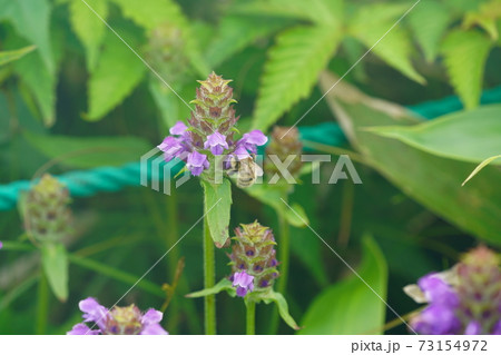 ウツボグサの蜜を吸うミヤママルハナバチ ウツボグサの蜜を吸うミヤママルハナバチ 73154972