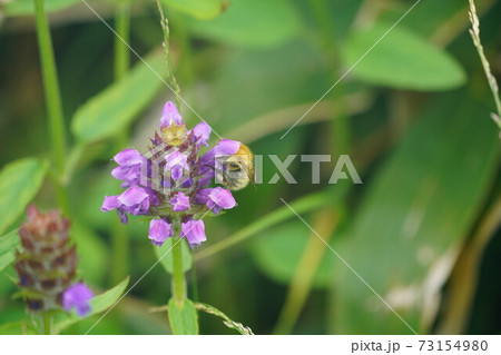 ウツボグサの蜜を吸うミヤママルハナバチ ウツボグサの蜜を吸うミヤママルハナバチ 73154980
