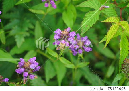 ウツボグサの蜜を吸うミヤママルハナバチ 73155003