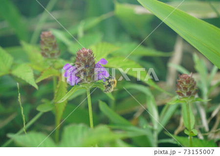 ウツボグサの蜜を吸うミヤママルハナバチ 73155007