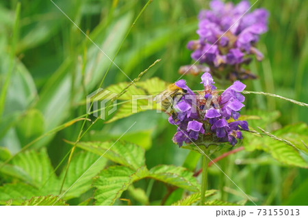 ウツボグサの蜜を吸うミヤママルハナバチ 73155013