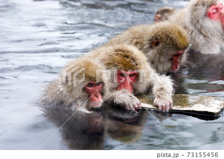 長野県 地獄谷野猿公苑 温泉猿 長野県 地獄谷野猿公苑 温泉猿 73155456