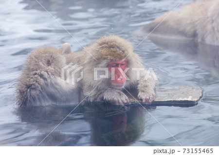 長野県　地獄谷野猿公苑　温泉猿 73155465