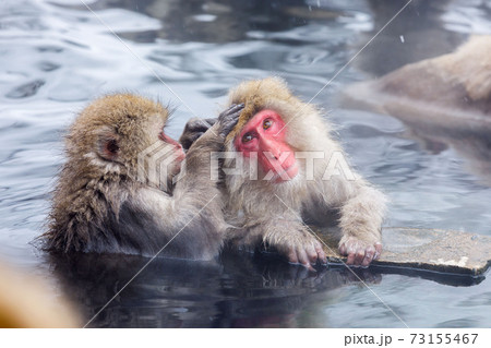 長野県　地獄谷野猿公苑　温泉猿 73155467