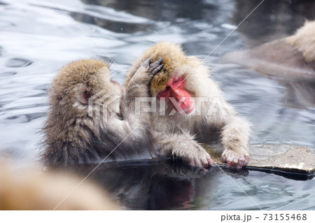 長野県　地獄谷野猿公苑　温泉猿 73155468