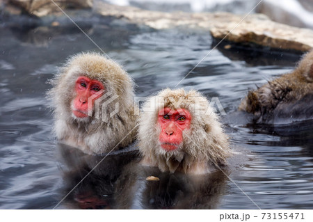 長野県　地獄谷野猿公苑　温泉猿 73155471