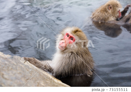 長野県　地獄谷野猿公苑　温泉猿 73155511