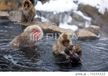 長野県　地獄谷野猿公苑　温泉猿 73155522
