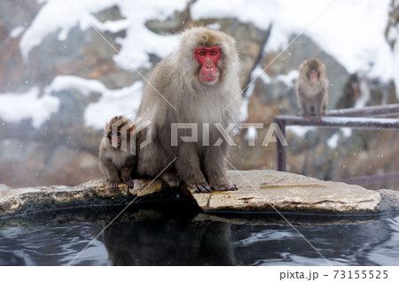 長野県　地獄谷野猿公苑　温泉猿　ボス猿と子猿 73155525