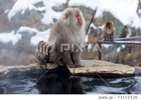 長野県　地獄谷野猿公苑　温泉猿　ボス猿と子猿 73155526