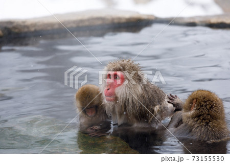長野県　地獄谷野猿公苑　温泉猿 73155530