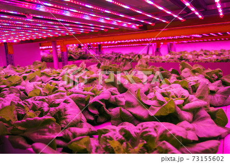 Special LED lights shine on lettuce in aquaponics system combining fish aquaculture with hydroponics, cultivating plants in water under artificial lighting, indoors 73155602
