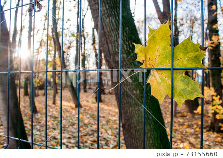 yellow maple leaf hanging on the fence yellow maple leaf hanging on the fence 73155660