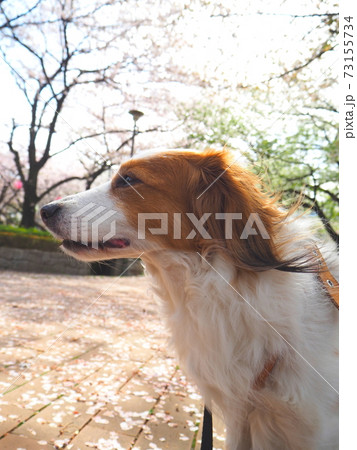 満開の桜並木を眺める犬 73155734