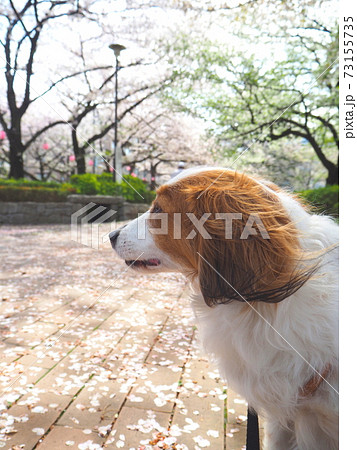 満開の桜並木を眺める犬 73155735