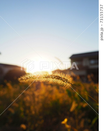 エノコログサと夕日 73155737