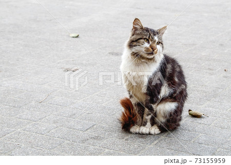 tricolor cat sitting on the sidewalk tricolor cat sitting on the sidewalk 73155959