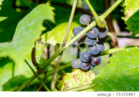 bunch of grapes on a vine 73155967