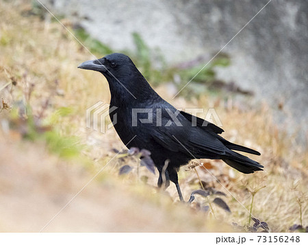 道路上のハシボソガラス 道路上のハシボソガラス 73156248