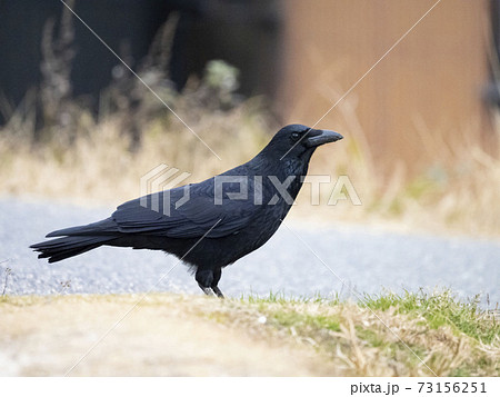 道路上のハシボソガラス 道路上のハシボソガラス 73156251