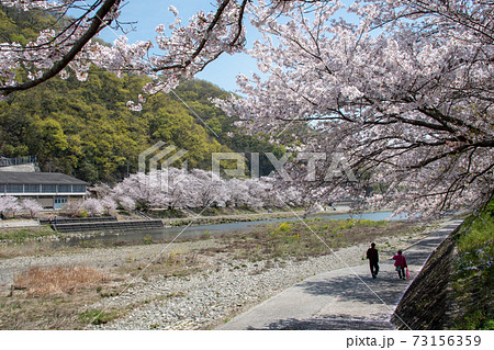 岡山県の桜の名所 いばらづつみ 井原堤の桜並木は圧巻の写真素材