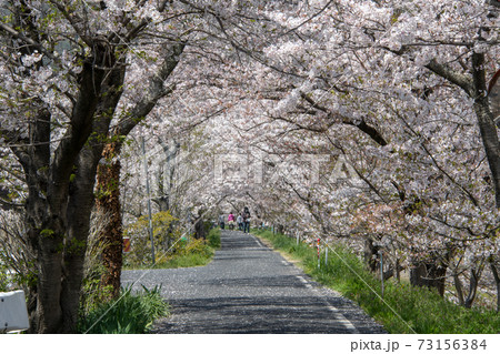 岡山県の桜の名所　いばらづつみ・井原堤の桜並木は圧巻 73156384