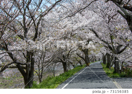 岡山県の桜の名所　いばらづつみ・井原堤の桜並木は圧巻 73156385