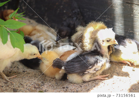 Group of Young baby Bantam chick in the sand Group of Young baby Bantam chick in the sand 73156561