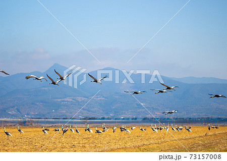 鹿児島県出水市で越冬するマナヅル 鹿児島県出水市で越冬するマナヅル 73157008